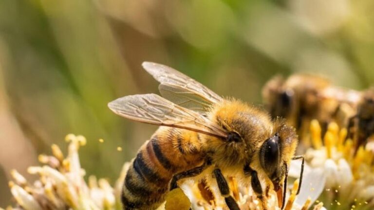 Ataque de abejas en La Estrella dejó varias personas afectadas