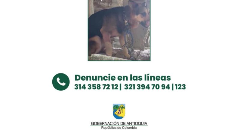 Gobernación ofrece hasta $50 millones para esclarecer ataque a perrita en Remedios