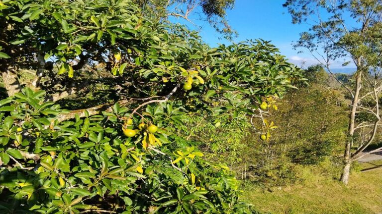 Prepárese para el fenómeno de El Niño y la inflación en los alimentos