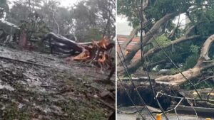 ¡Emergencias por lluvias en Medellín este viernes 9 de octubre! Árboles caídos y vías afectadas este viernes