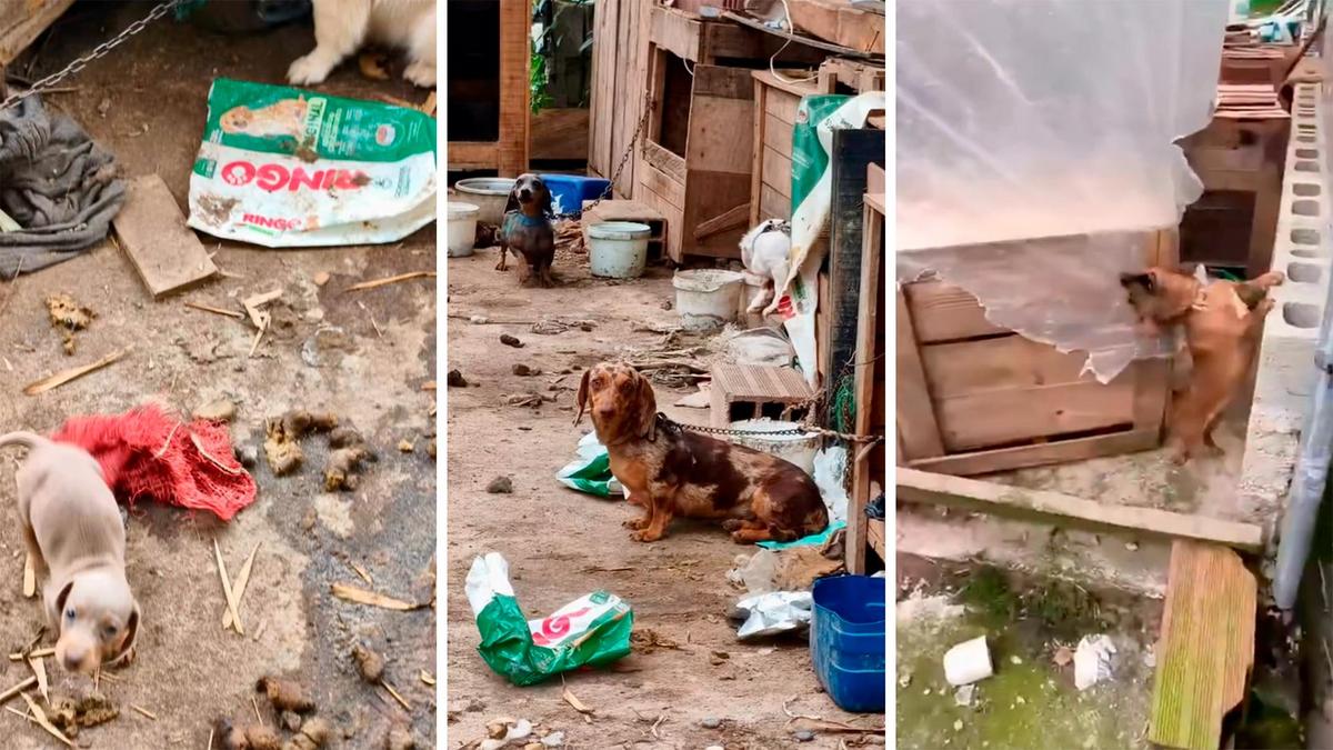 Rescatan perros y gallos de un presunto criadero ilegal en Guarne, vinculado con peleas