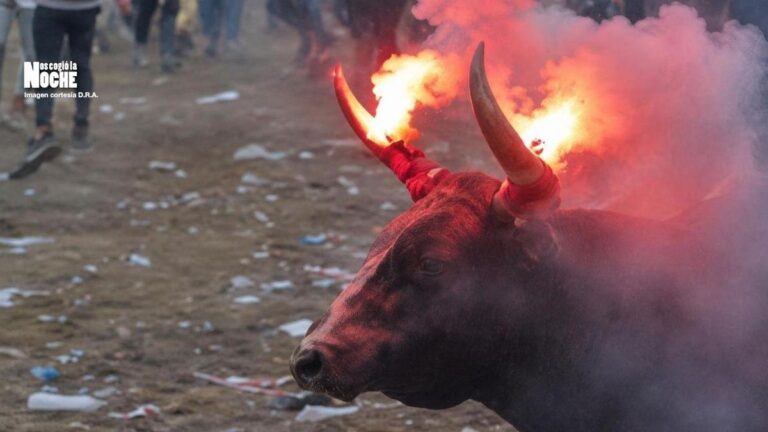 Presunto maltrato animal en las Corralejas de Sabanalarga genera indignación en Colombia