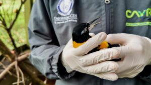 Un loro que comía pan y café y una guacamayeja cautiva 15 años: las historias detrás de 66 animales reubicados