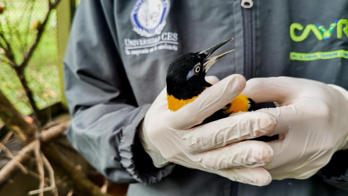Un loro que comía pan y café y una guacamayeja cautiva 15 años: las historias detrás de 66 animales reubicados