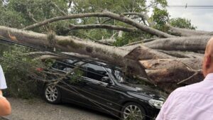 En video: un árbol cayó sobre la camioneta de Nicolás Hernández, jugador del América de Cali