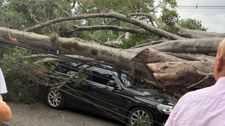 En video: un árbol cayó sobre la camioneta de Nicolás Hernández, jugador del América de Cali