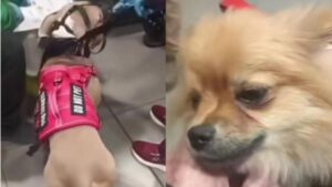 “Que les den eutanasia”: la cruel frase que habría dejado una pareja tras abandonar a sus perros en El Dorado