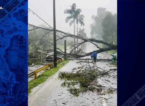 07_ÁRBOL_WWW_ANDRÉS CALDERÓN